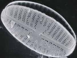 Diatom