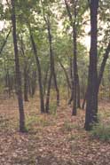 Flatwood forest