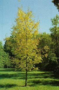 Fraxinus nigra