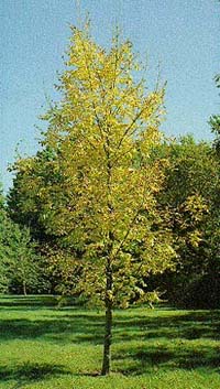 Fraxinus profunda