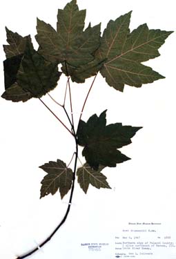 Acer rubrum var drummondii