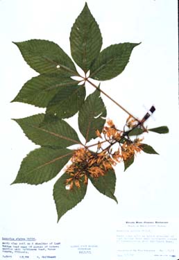 Aesculus glabra