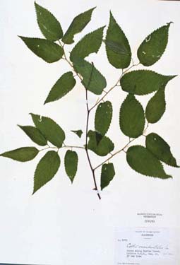 Altis occidentalis