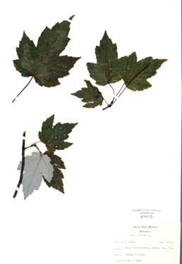 Acer rubrum