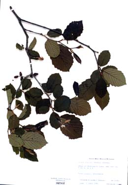 Alnus rugosa
