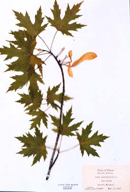 Acer saccharinum