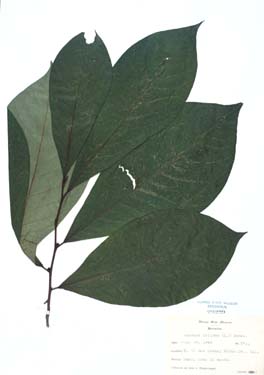 Asimina triloba