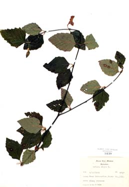 Betula nigra