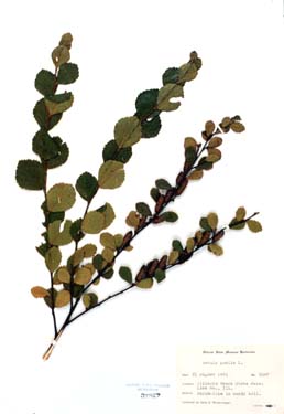 Betula pumila