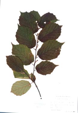 Corylus americana