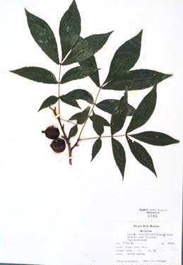 Carya cordiformis