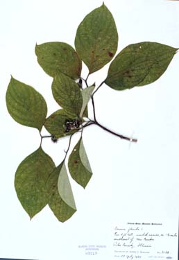 Cornus florida