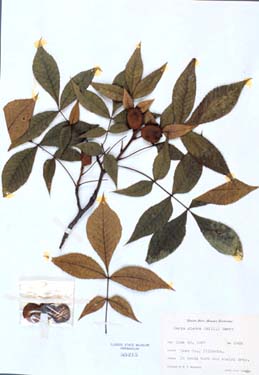 Carya glabra