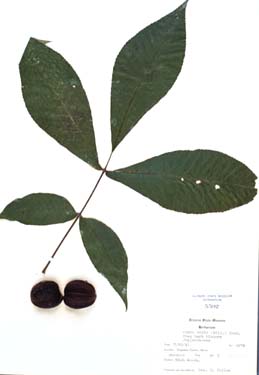 Carya ovata