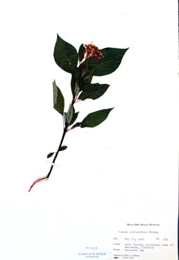 Cornus stolonifera