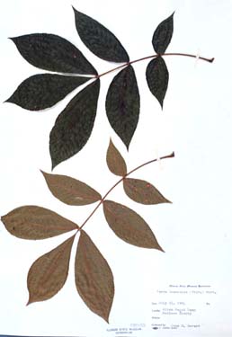 Carya tomentosa