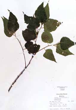 Celtis occidentalis