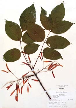 Fraxinus americana