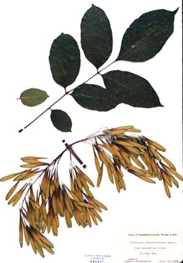 Fraxinus pennsylvanica