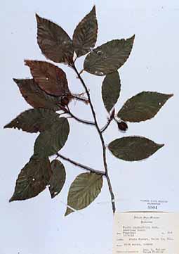 Fagus grandifolia