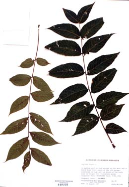 Juglans nigra