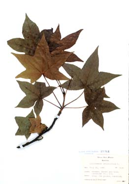 Liquidambar styraciflua