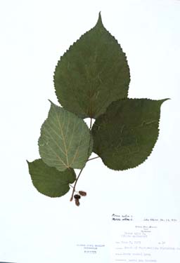 Morus alba