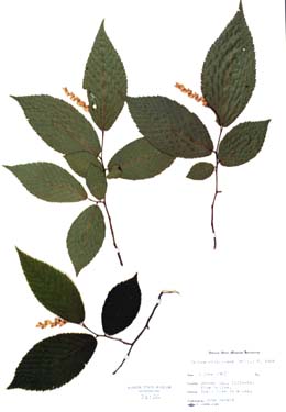 Ostrya virginiana