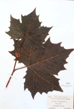 Platanus occidentalis