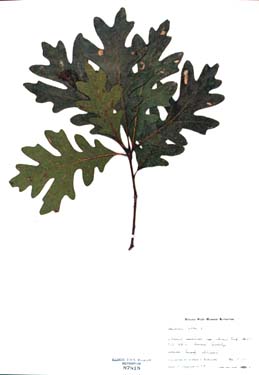 Quercus alba