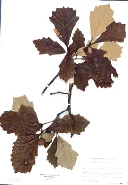 Quercus bicolor