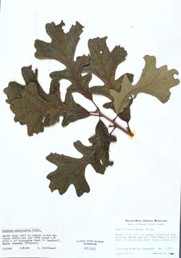 Quercus macrocarpa