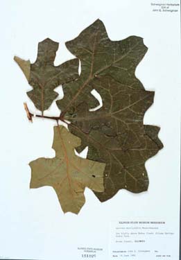 Quercus marilandica