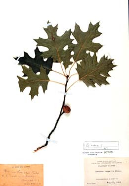 Quercus rubra