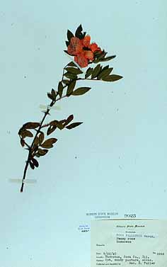 Rosa palustris