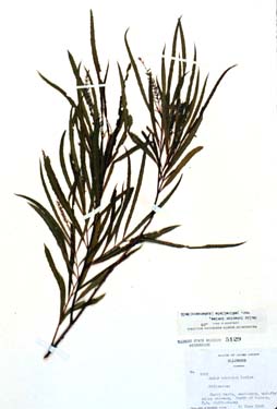 Salix interior