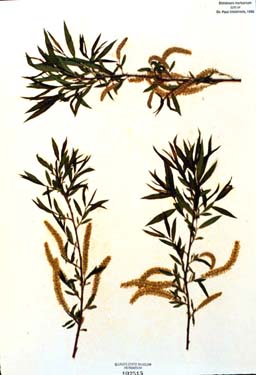 Salix nigra