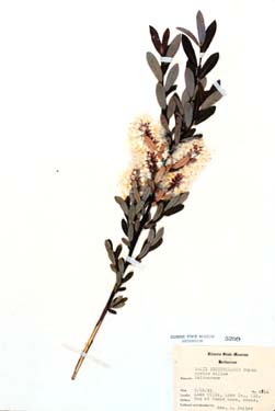 Salix pedicellaris