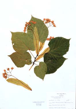 Tilia americana