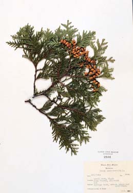 Thuja occidentalis