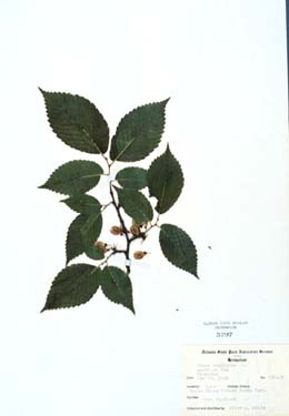 Ulmus americana