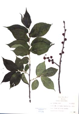 Ulmus rubra