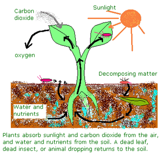Plant nutrient cycle