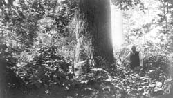 Elm with farmer, Olney, Illinois