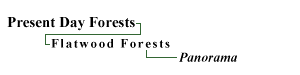 Flatwood Forests Panorama