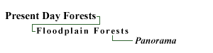 Floodplain Forests Panorama