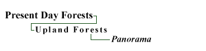 Upland Forests: Panorama