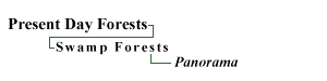 Swamp Forests Panorama