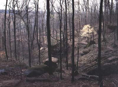 Oak-hickory forest