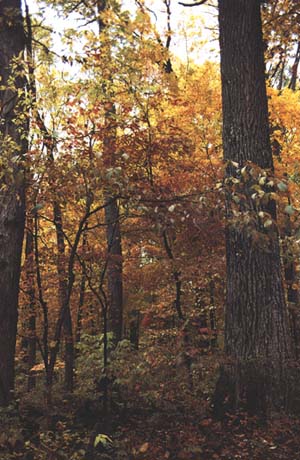 Oak-ash-maple forest